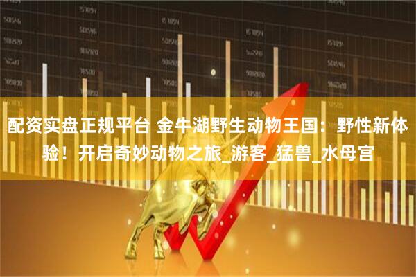 配资实盘正规平台 金牛湖野生动物王国：野性新体验！开启奇妙动物之旅_游客_猛兽_水母宫